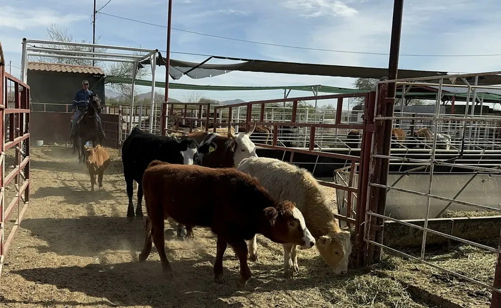 carne-gusano-barrenador-ganado-mexico-1536x945
