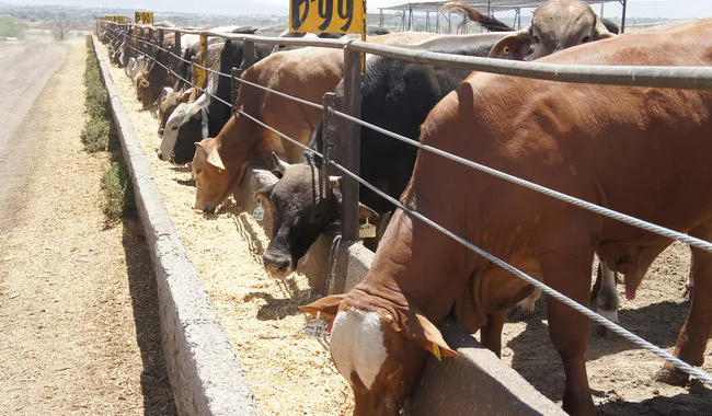 post_231031_AGRICULTURA_GANADER_A_CRECE_10___EXPORTACIONES_DE_BOVINOS_A_EUA-5