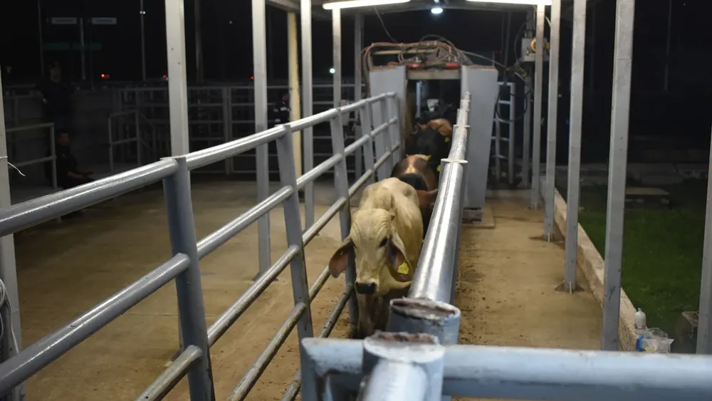 inspeccion-de-ganado-vacuno-en-mexico