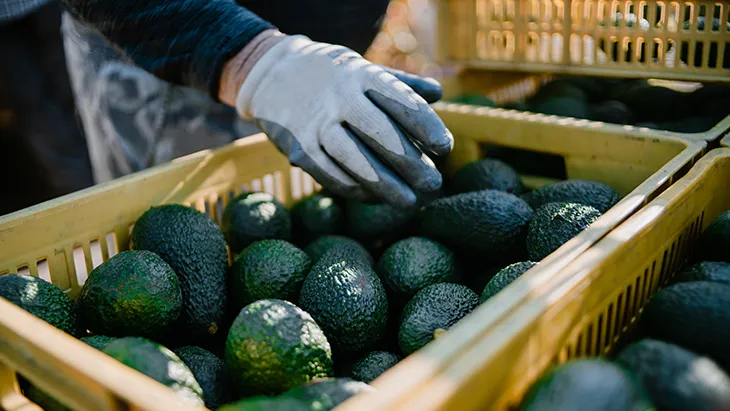 Cultivo-y-exportación-de-aguacate