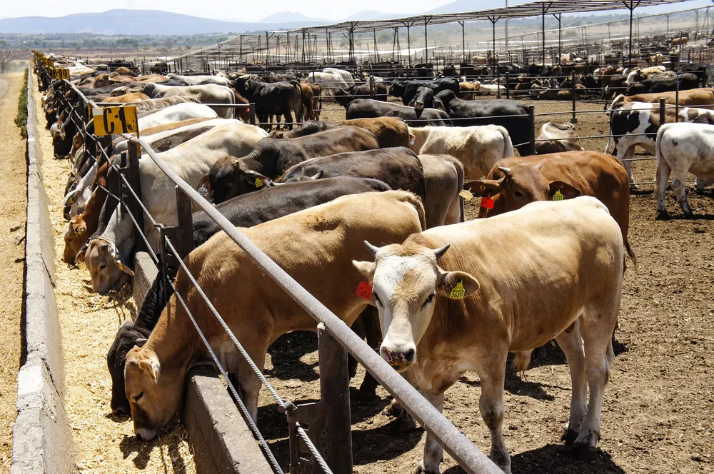 201129_AGRICULTURA_INICIA_CICLO_DE_EXPORTACI_N_DE_GANADO_BOVINO_A_E.U_CON_40_POR_CIENTO_DE_INCREMENTO-5