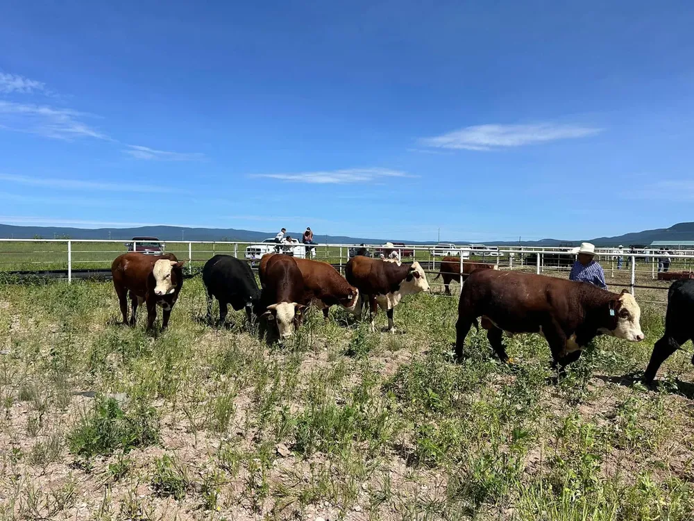 Mejoramiento genético